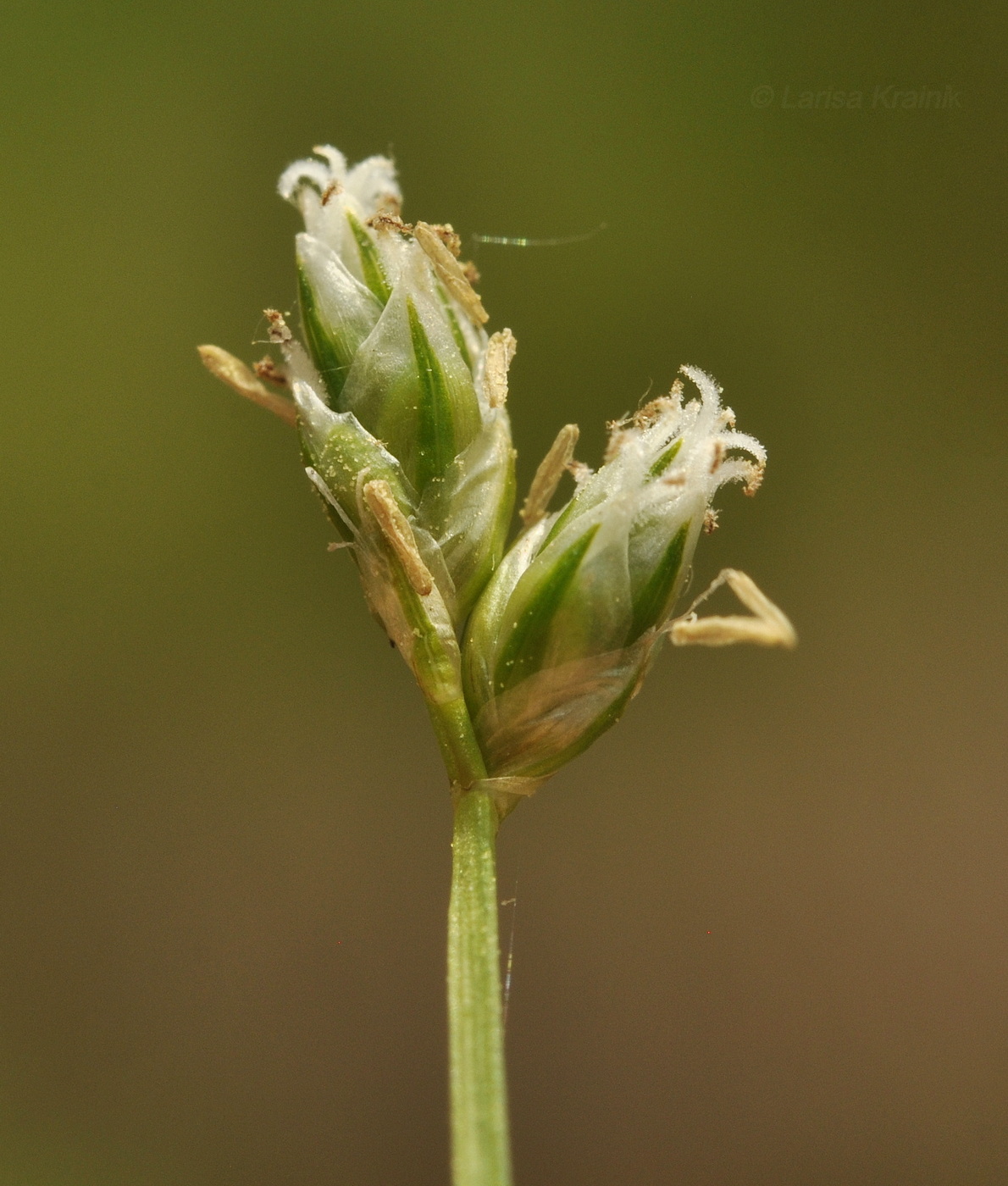 Image of genus Carex specimen.