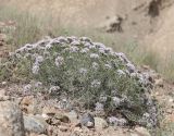 Acanthophyllum pungens. Цветущее растение. Узбекистан, Наманганская обл., Папский р-н, 15 км СЗЗ г. Пап, каменистый склон. 20 мая 2023 г.