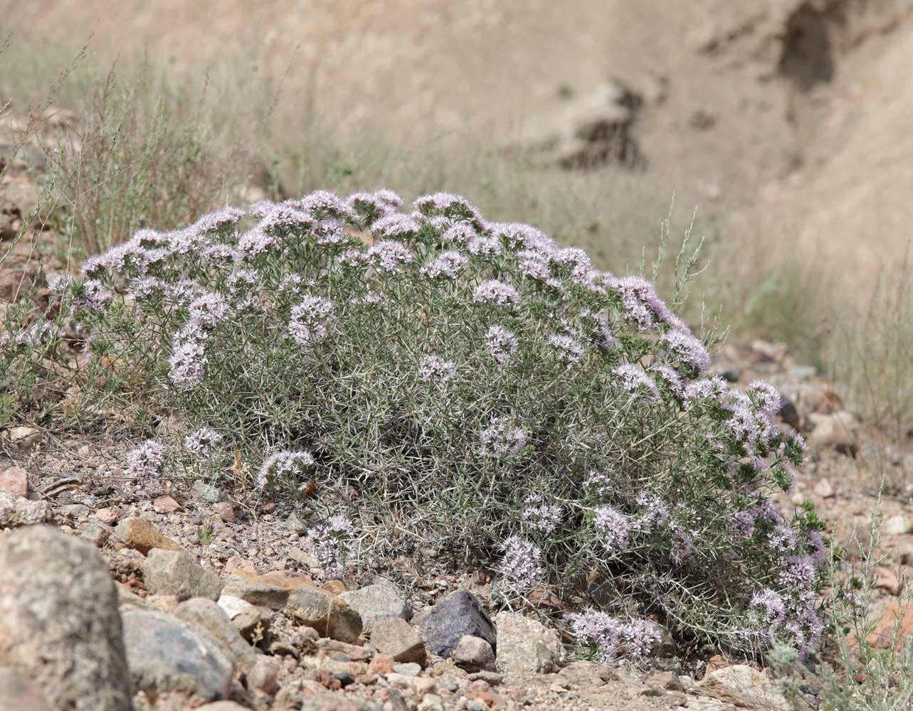 Image of Acanthophyllum pungens specimen.