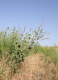 Psoralea drupacea