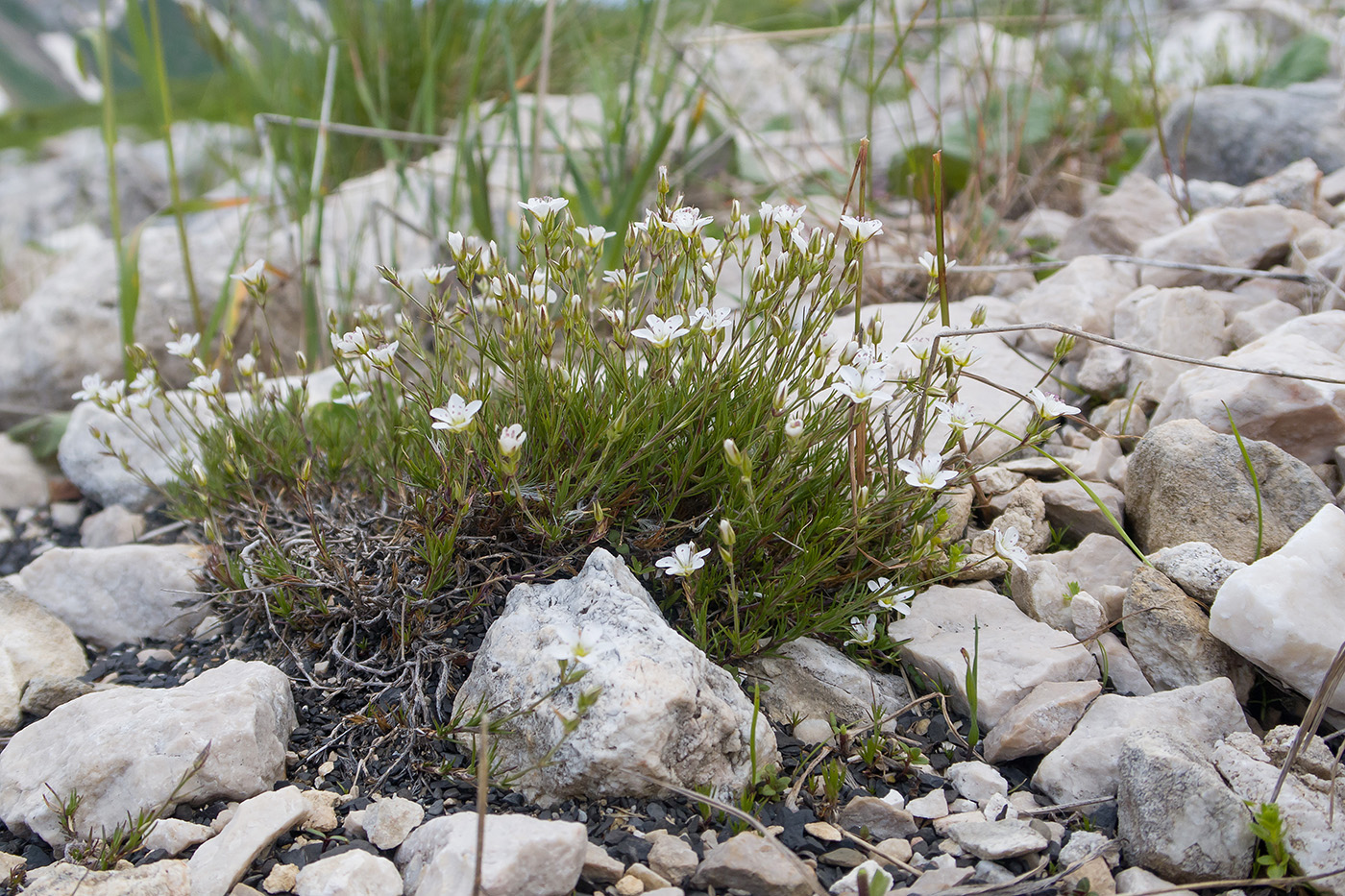 Image of Minuartia oreina specimen.