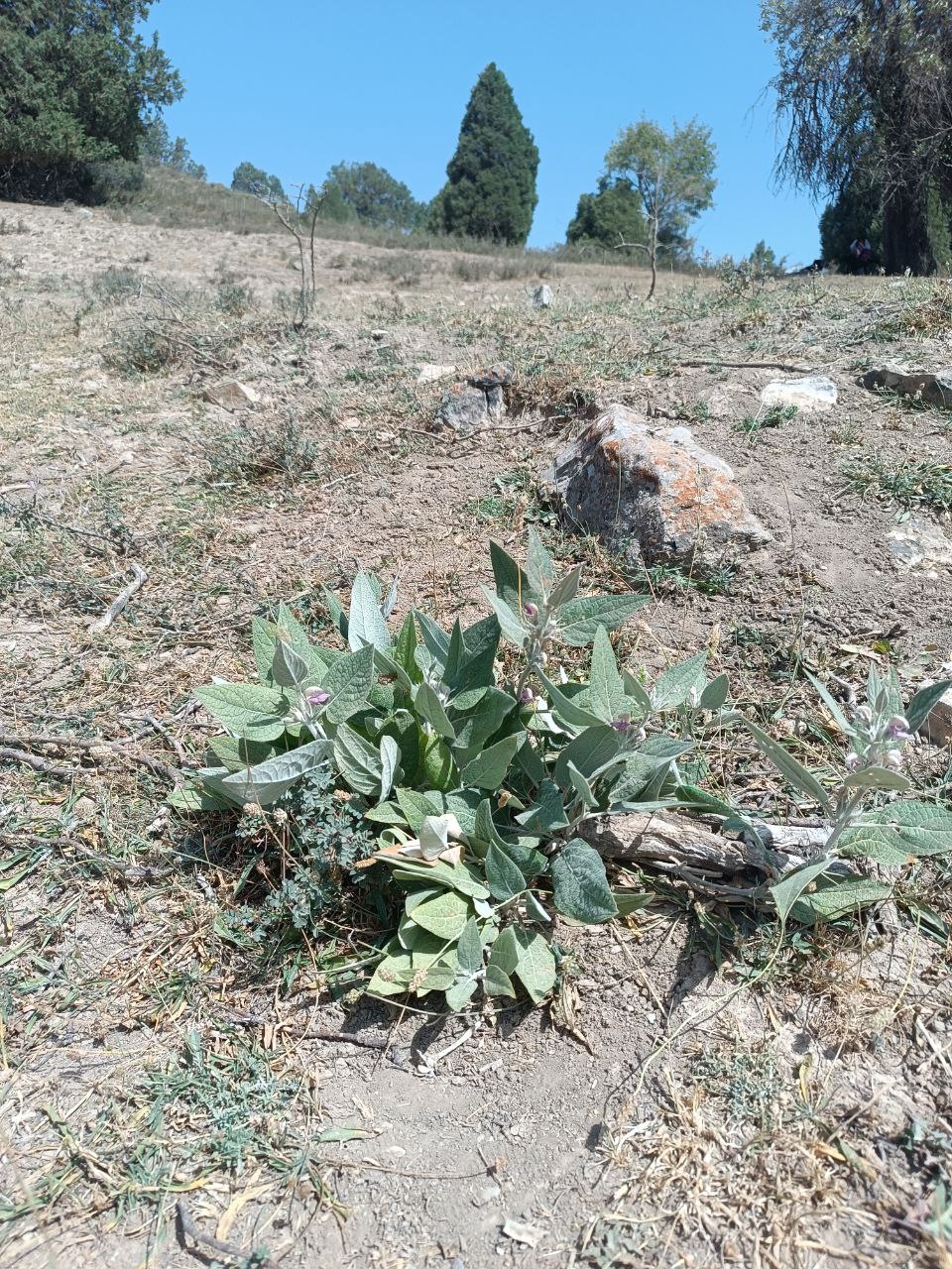 Image of Phlomis olgae specimen.