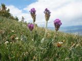 Oxytropis ambigua. Цветущее растение. Восточный Казахстан, Южный Алтай, хр. Сарымсакты, пер. Бурхат, ≈ 2200 м н.у.м., горная тундра. 23 июня 2023 г.