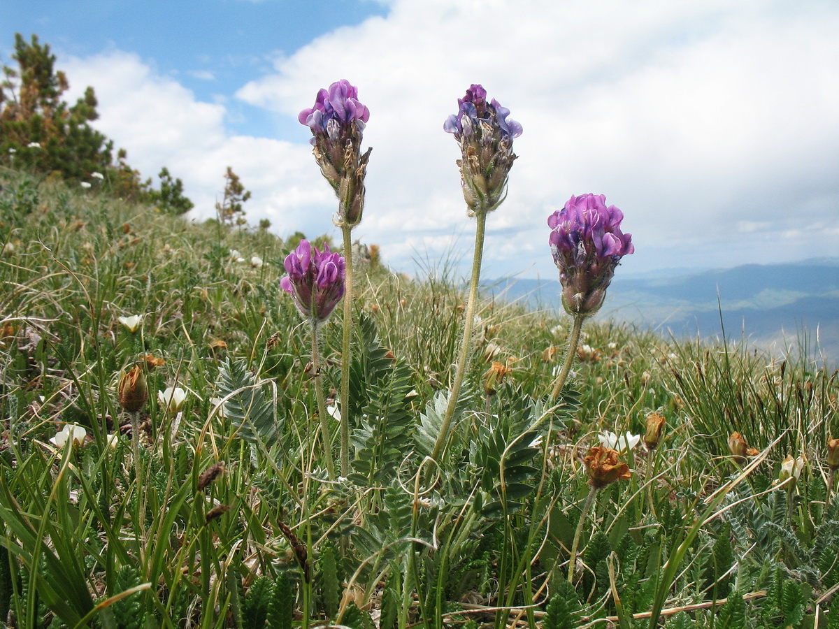Изображение особи Oxytropis ambigua.