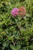 Trifolium pratense. Верхушка растения с цветущим и отцветшим соцветиями. Кабардино-Балкария, Эльбрусский р-н, долина р. Ирик, каменистый склон, среди Juniperus. 20.08.2023.