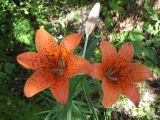 Lilium pensylvanicum