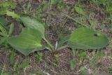 Plantago maxima