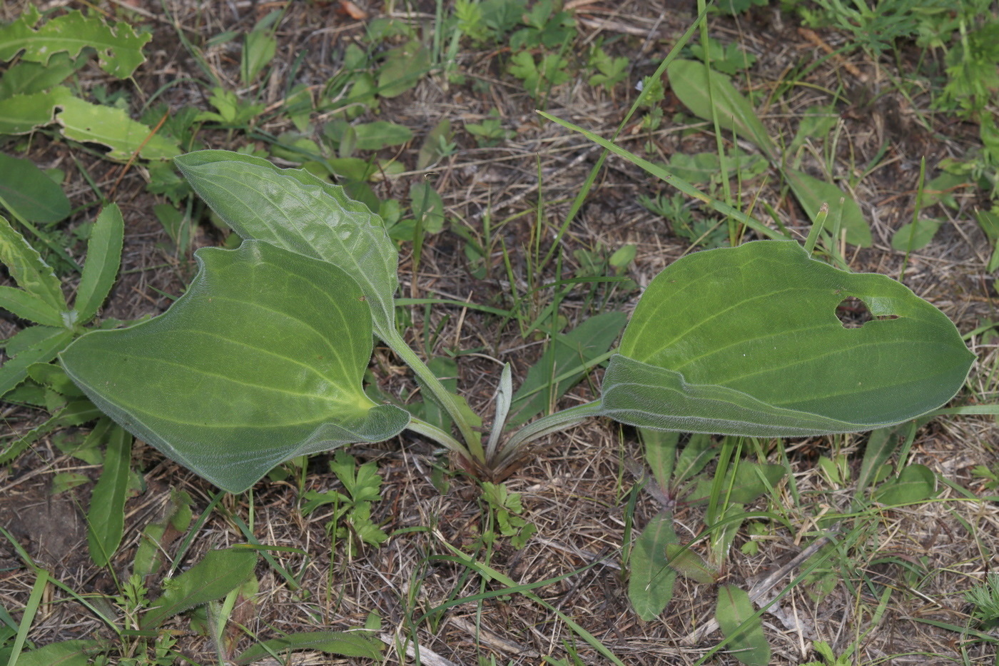 Изображение особи Plantago maxima.