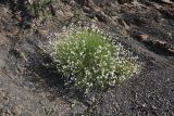 Silene linearifolia. Цветущее растение. Чечня, Шаройский р-н, окр. с. Шикарой, щебнистый участок. 8 августа 2023 г.