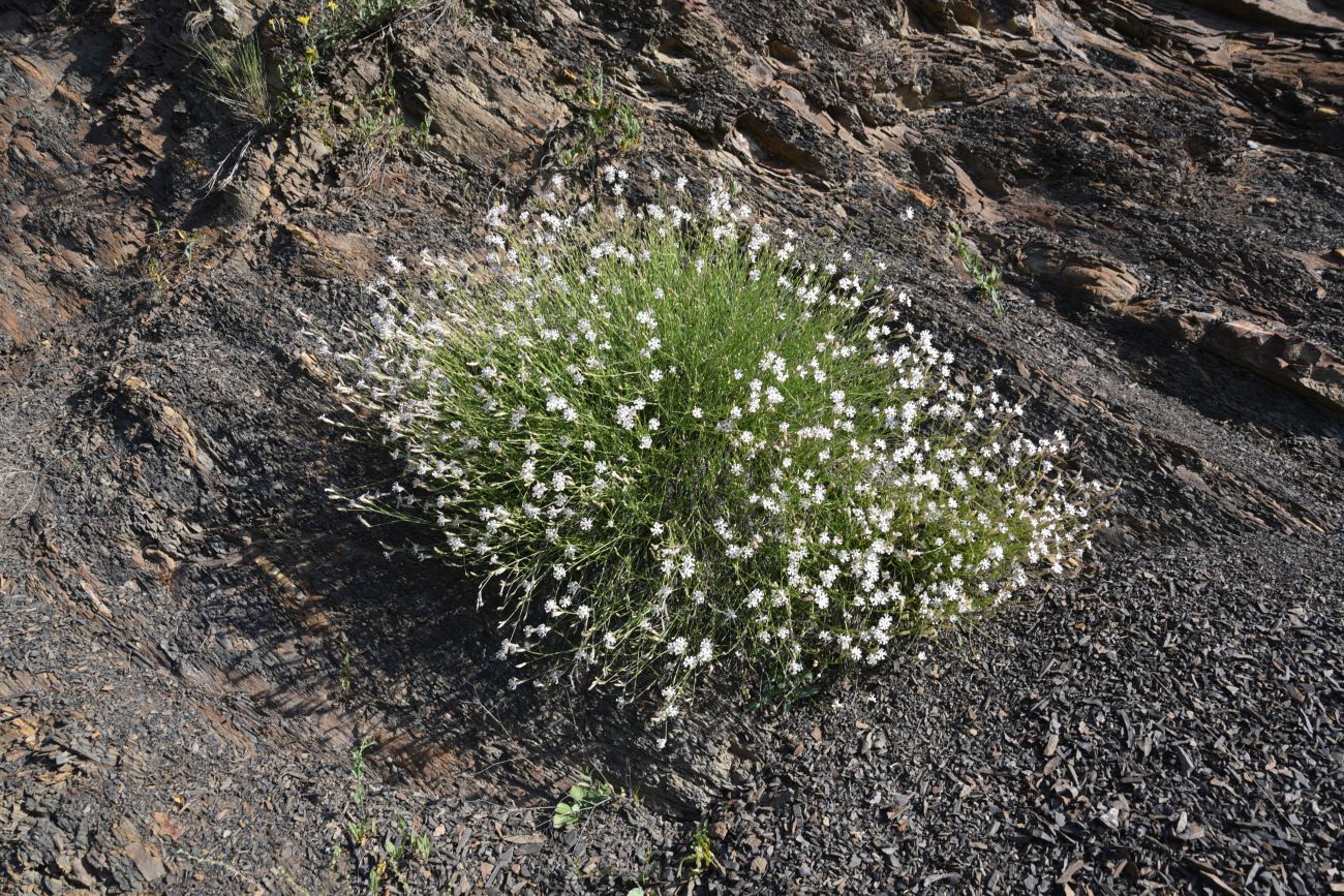 Image of Silene linearifolia specimen.
