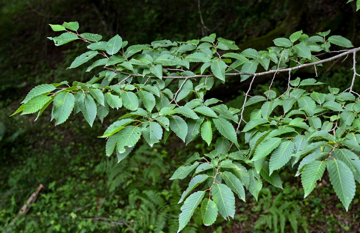 Image of Carpinus betulus specimen.