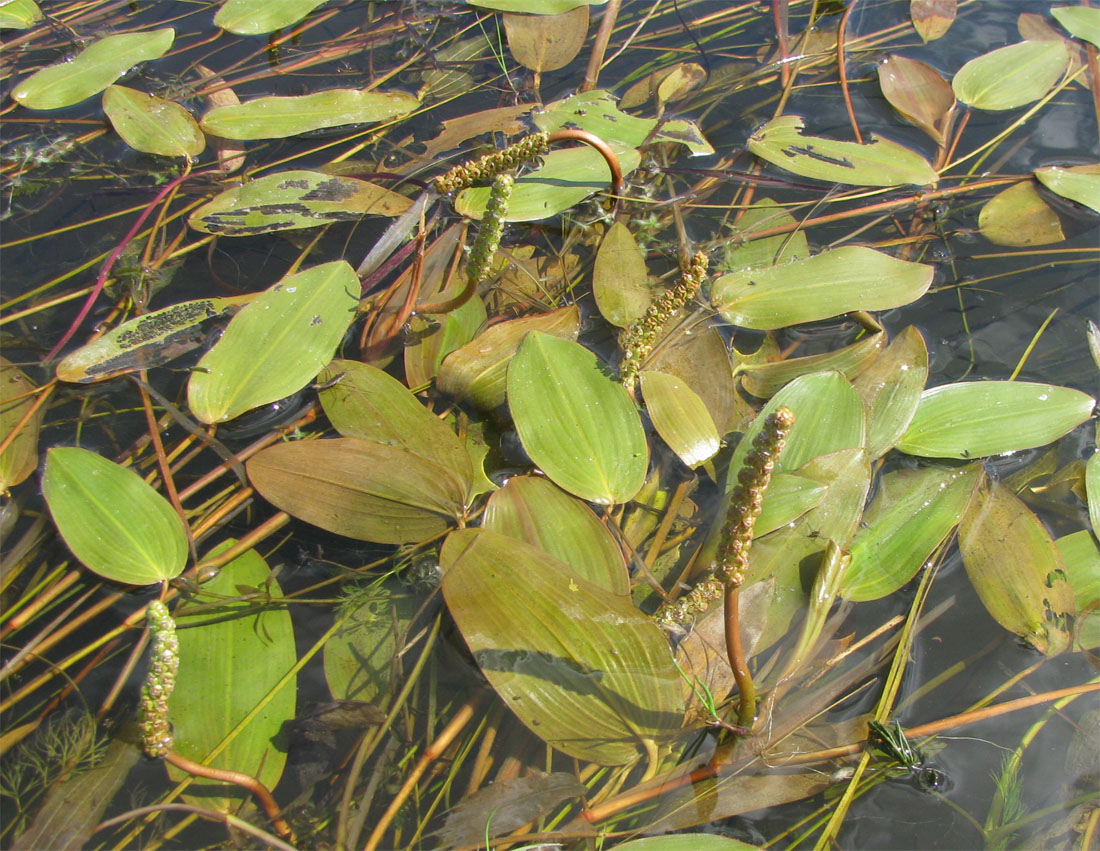 Image of Potamogeton natans specimen.