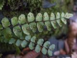 Asplenium trichomanes подвид inexpectans. Верхушка вайи с сорусами (вид на абаксиальную поверхность). Краснодарский край, м/о г. Новороссийск, северный склон горы Сахарная Голова, ≈ 300 м н.у.м., глубокая балка с ручьём в тенистом дубово-грабовом лесу, скальное обнажение. 10.12.2017.