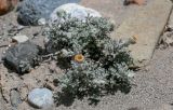 Waldheimia tomentosa