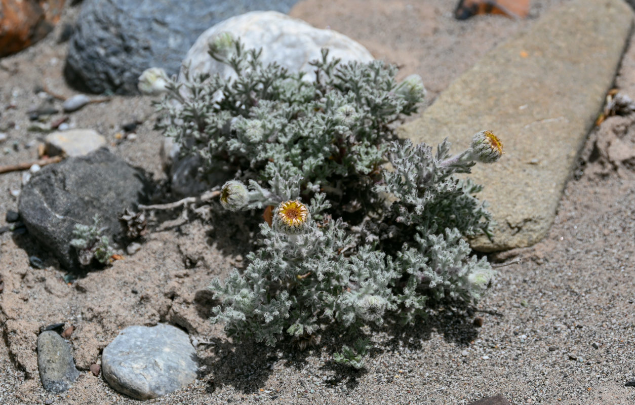 Изображение особи Waldheimia tomentosa.