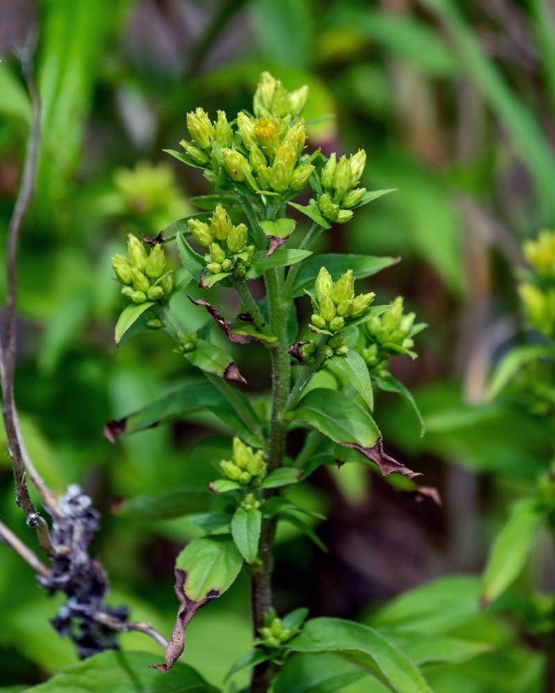 Image of Solidago virgaurea ssp. dahurica specimen.