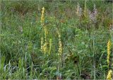 Verbascum nigrum. Цветущие растения на лугу. Московская обл., Раменский р-н, окр. ж.-д. платформы Хрипань, просека под ЛЭП, разнотравье. 26.07.2023.