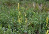 Verbascum nigrum