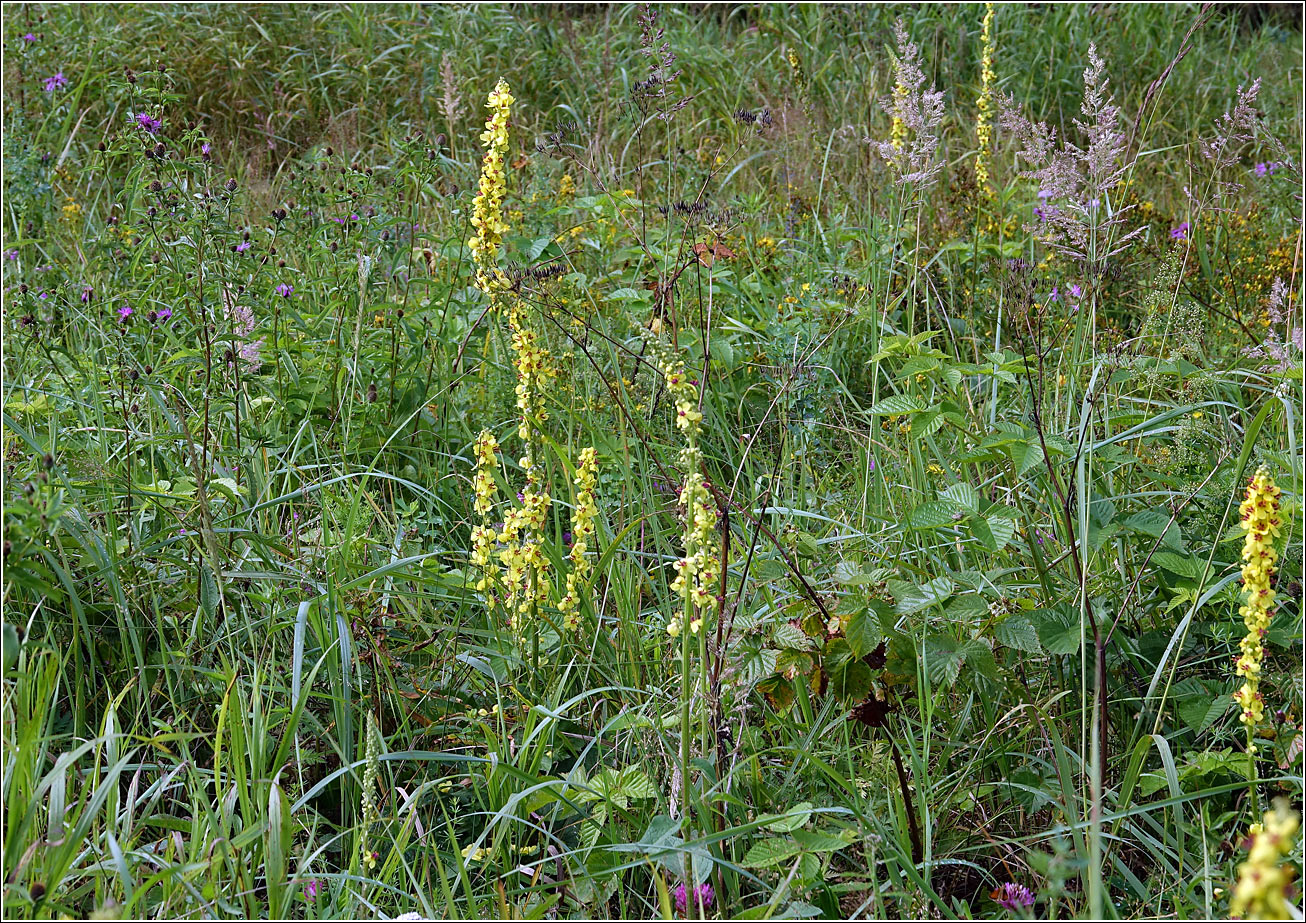 Изображение особи Verbascum nigrum.