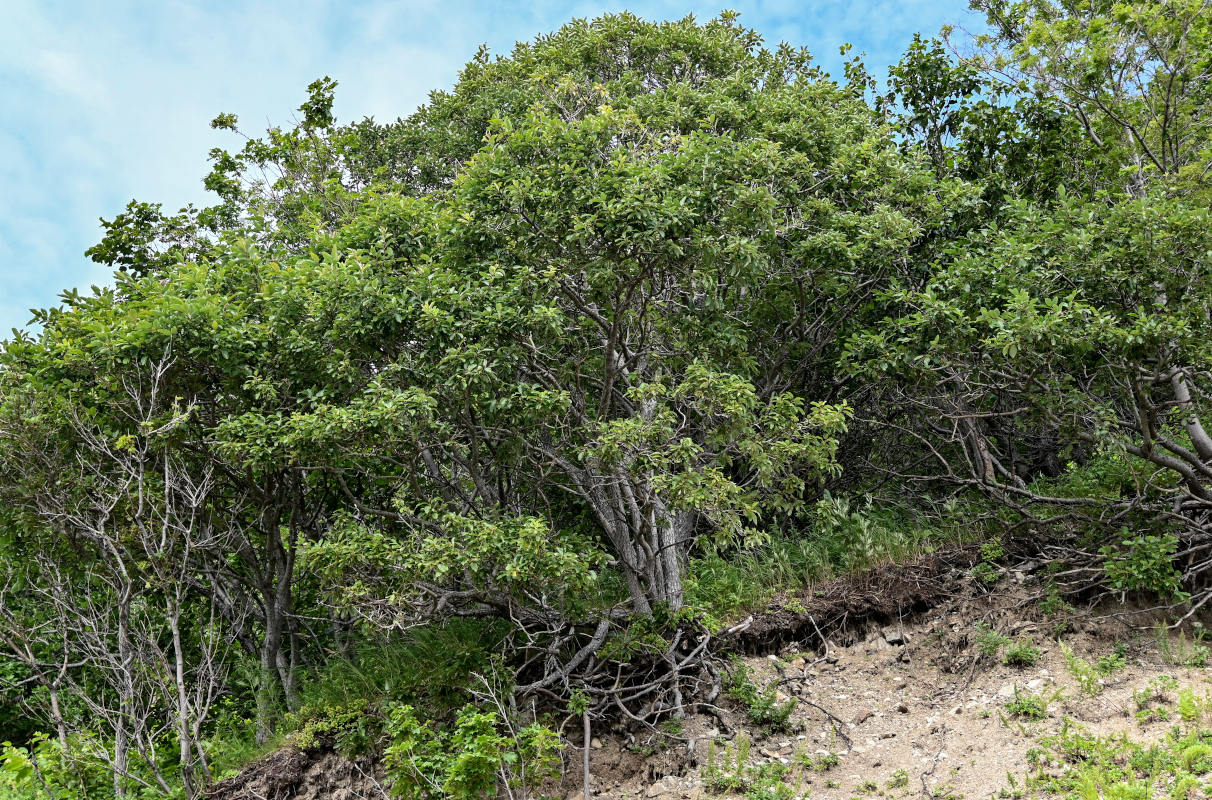 Image of genus Salix specimen.