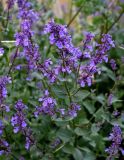 Nepeta grandiflora. Верхушка побега с соцветиями. Северная Осетия, Пригородный р-н, окр. с. Даргавс, ≈ 1400 м н.у.м., каменистый участок лугового склона. 23.07.2022.