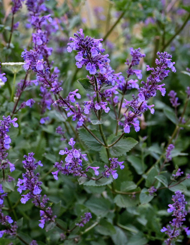 Image of Nepeta grandiflora specimen.