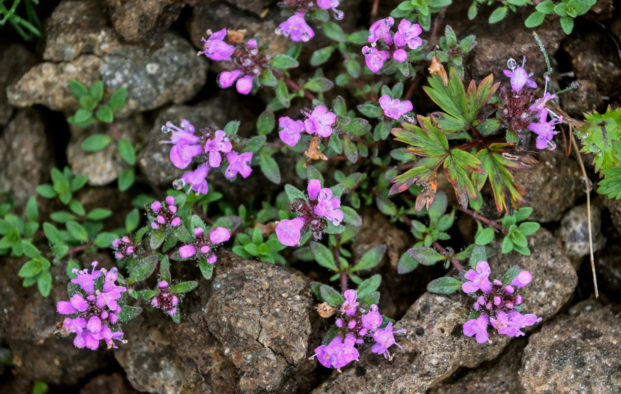 Изображение особи род Thymus.