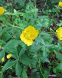 Ranunculus cassubicus
