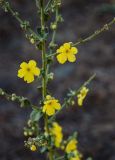 род Verbascum. Часть побега с цветками и бутонами. Черногория, окр. г. Ульцинь, песчаный пляж, окраина зарослей Pinus. 08.07.2011.