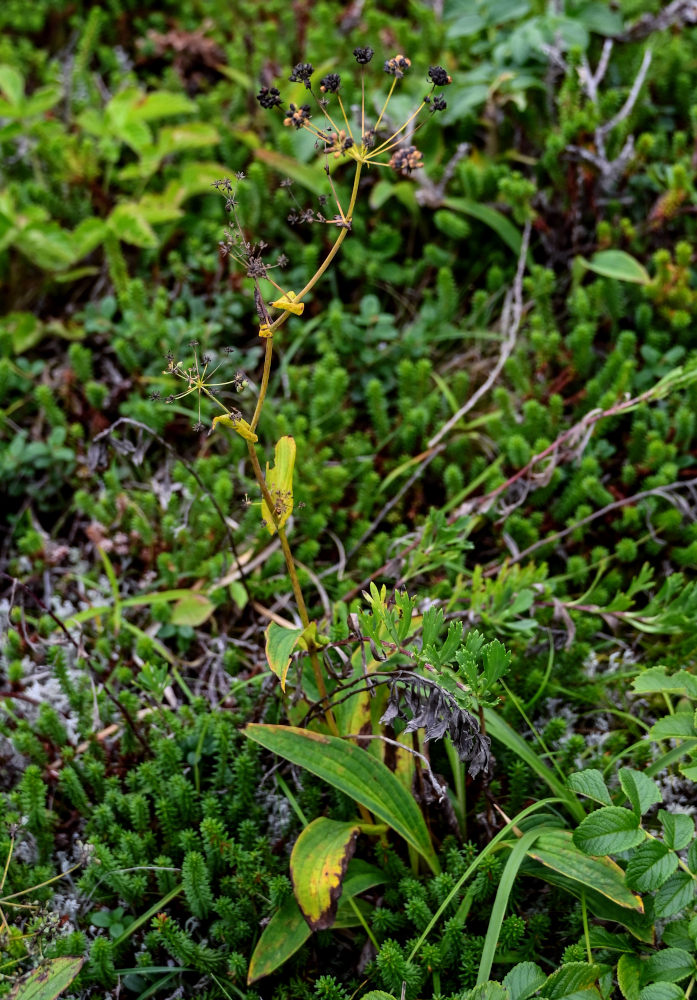 Изображение особи Bupleurum longiradiatum.