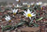 Tulipa biflora. Цветущие растения. Крым, окр. Феодосии, Лисья бухта, пустынно-степная терраса. 20 марта 2024 г.