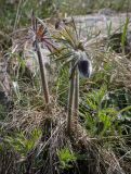 Pulsatilla pratensis