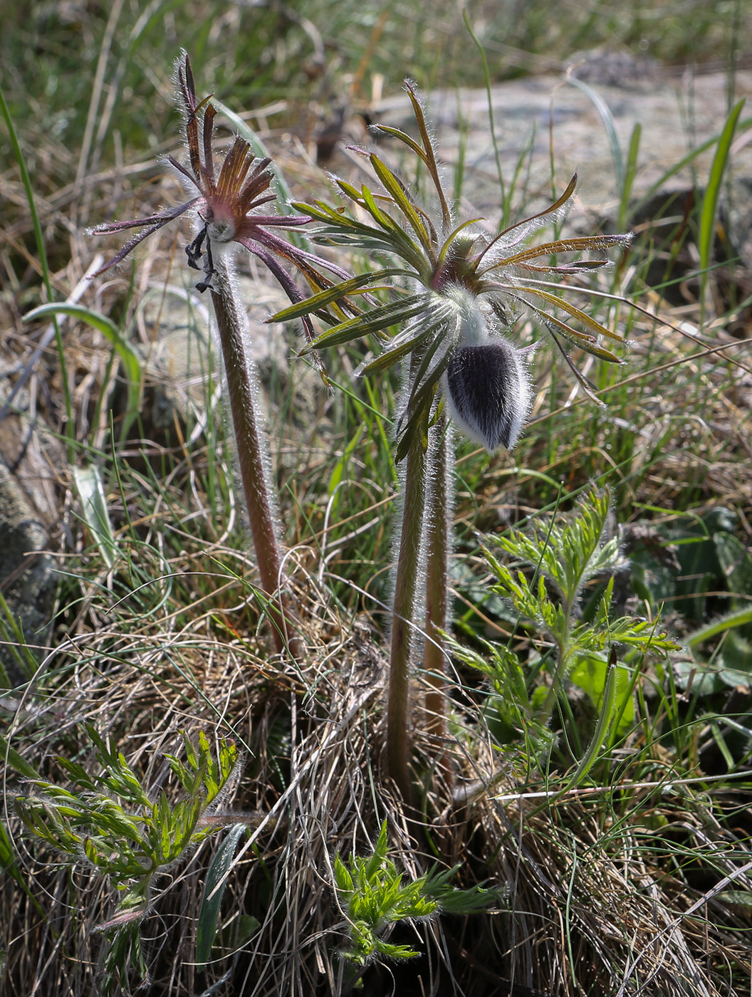 Изображение особи Pulsatilla pratensis.