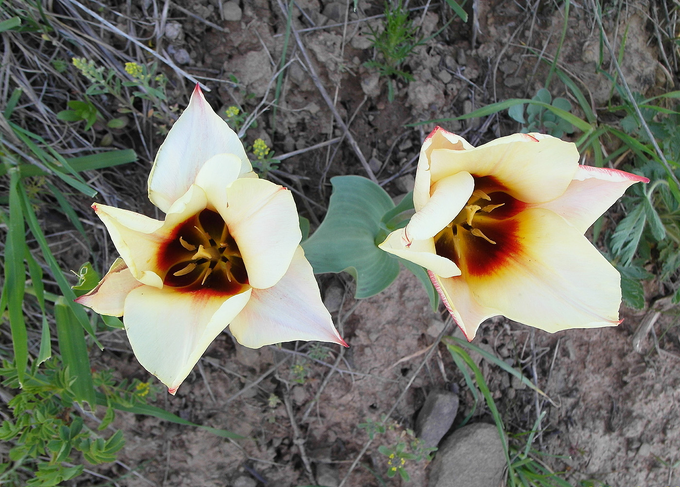 Изображение особи род Tulipa.