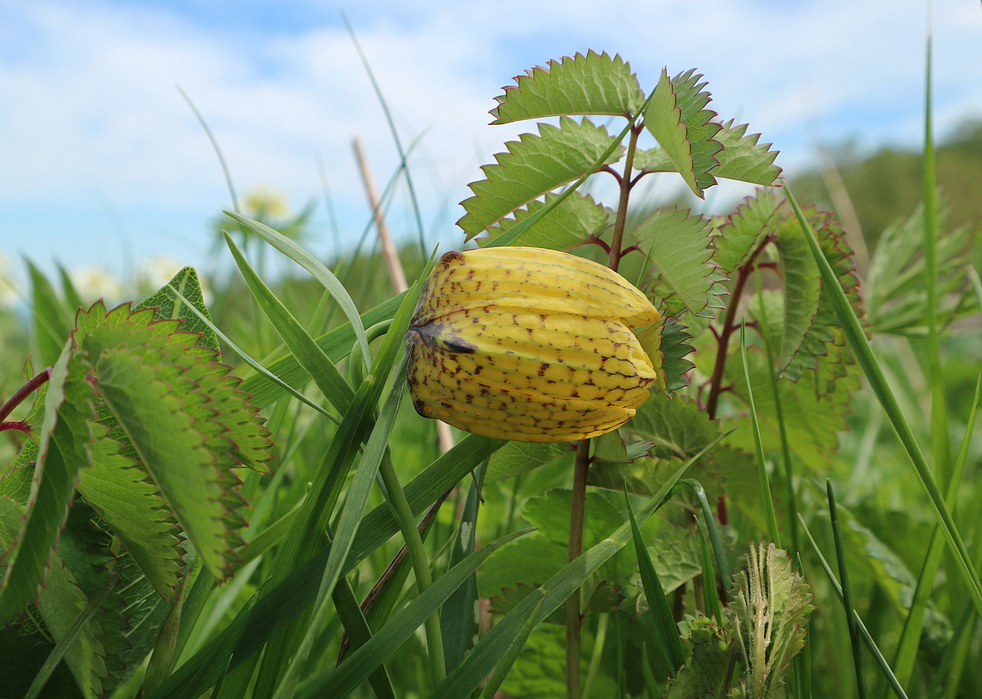 Image of Fritillaria ophioglossifolia specimen.