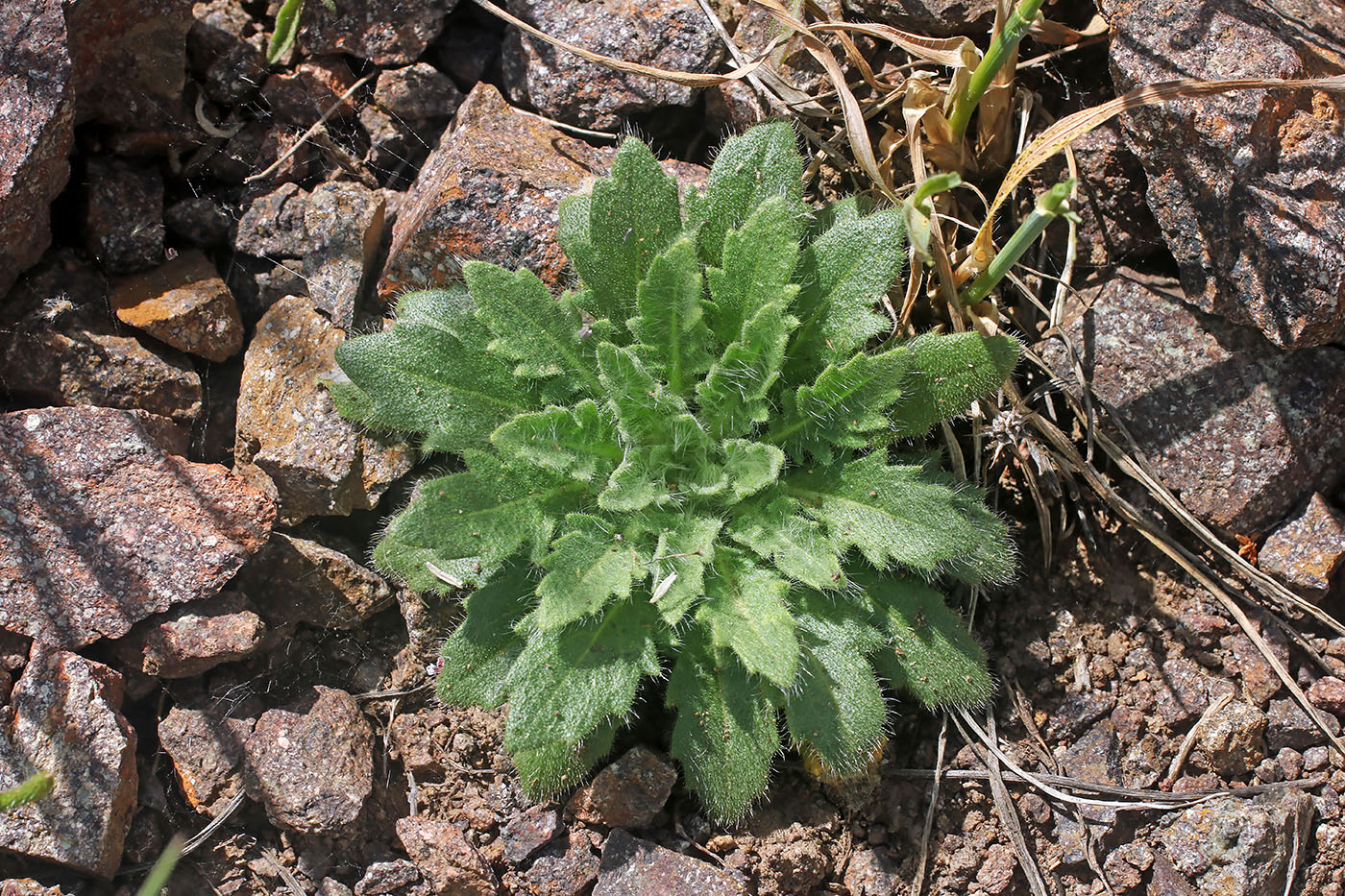 Image of Parrya tojibaevii specimen.