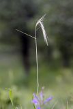Hordeum bulbosum. Верхушка побега с соцветием. Южный Казахстан, хр. Боролдайтау, ущ. Кокбулак. 08.05.2008.