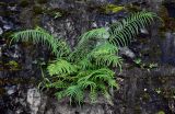 Pteris vittata