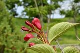 Weigela hortensis