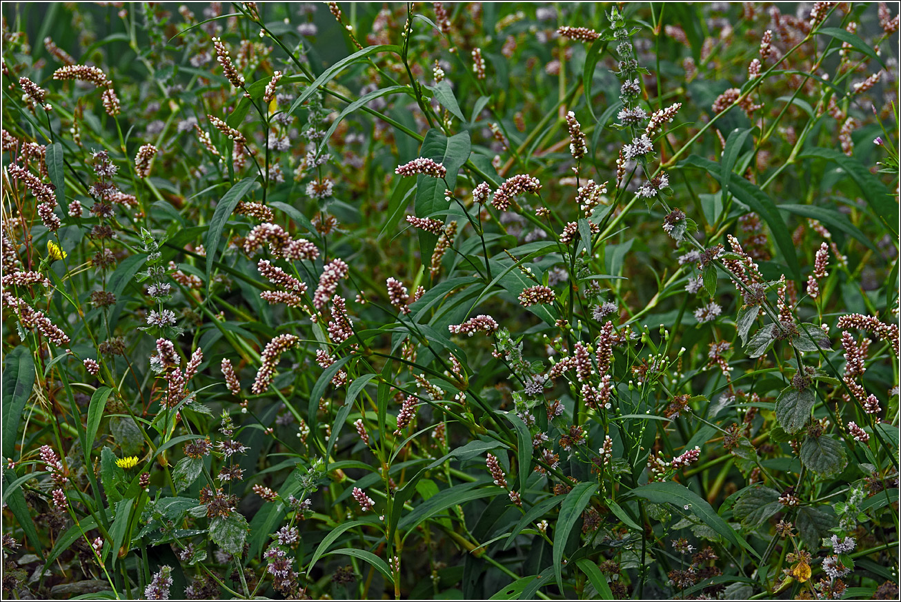 Image of Persicaria lapathifolia specimen.