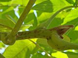 Image of taxon representative. Author is Наталья Володина