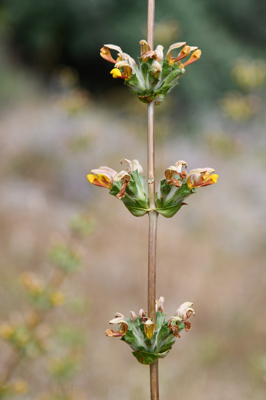 Изображение особи Phlomoides hissarica.
