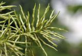 род Cyperus