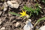 Tulipa dasystemon