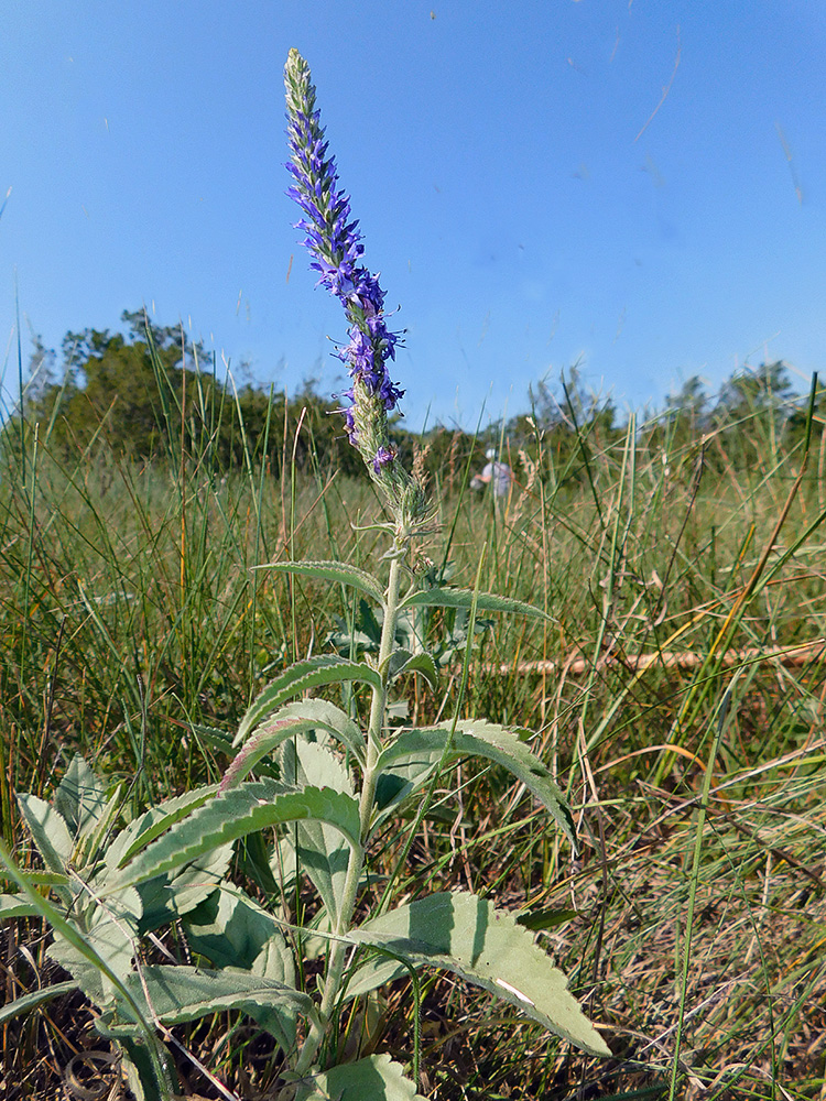 Image of Veronica barrelieri specimen.