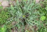 Centaurea benedicta