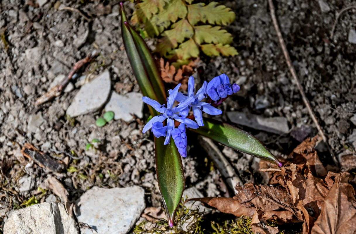 Image of Scilla bifolia specimen.