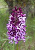 Orchis purpurea ssp. caucasica