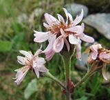 Petasites frigidus