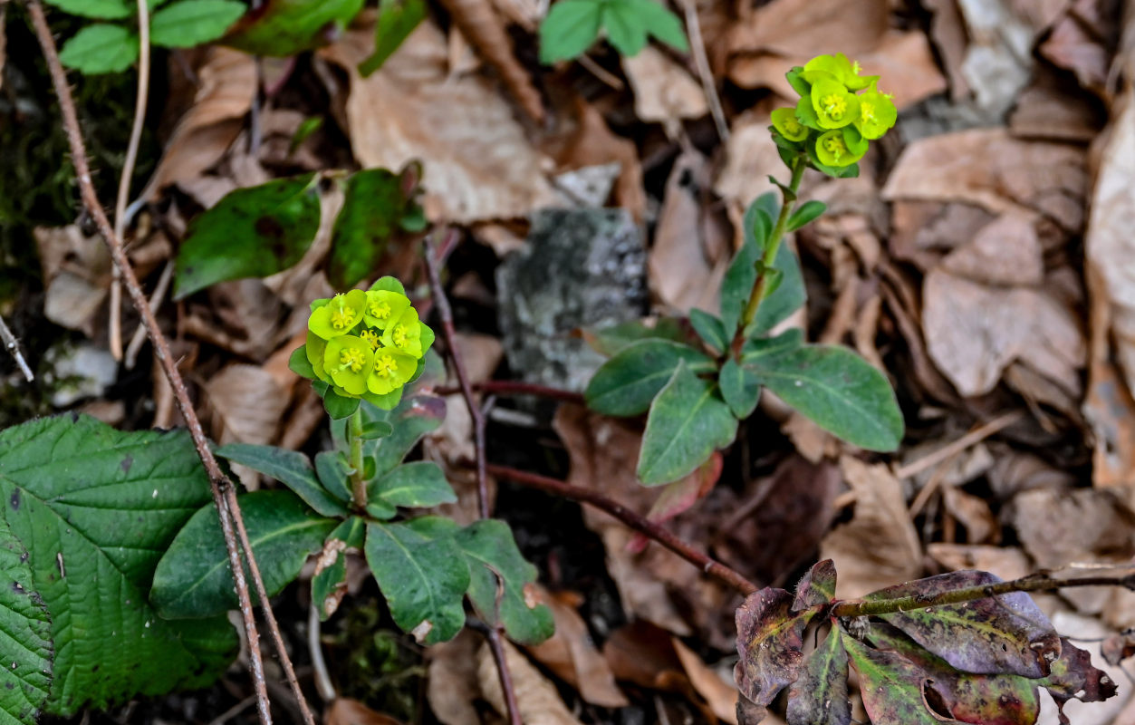 Image of Euphorbia amygdaloides specimen.
